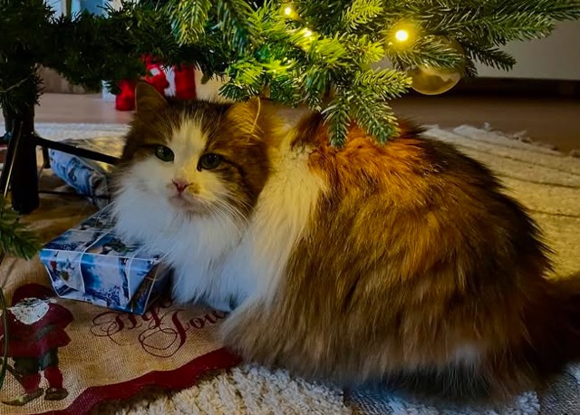 Sibirisk katt Edda